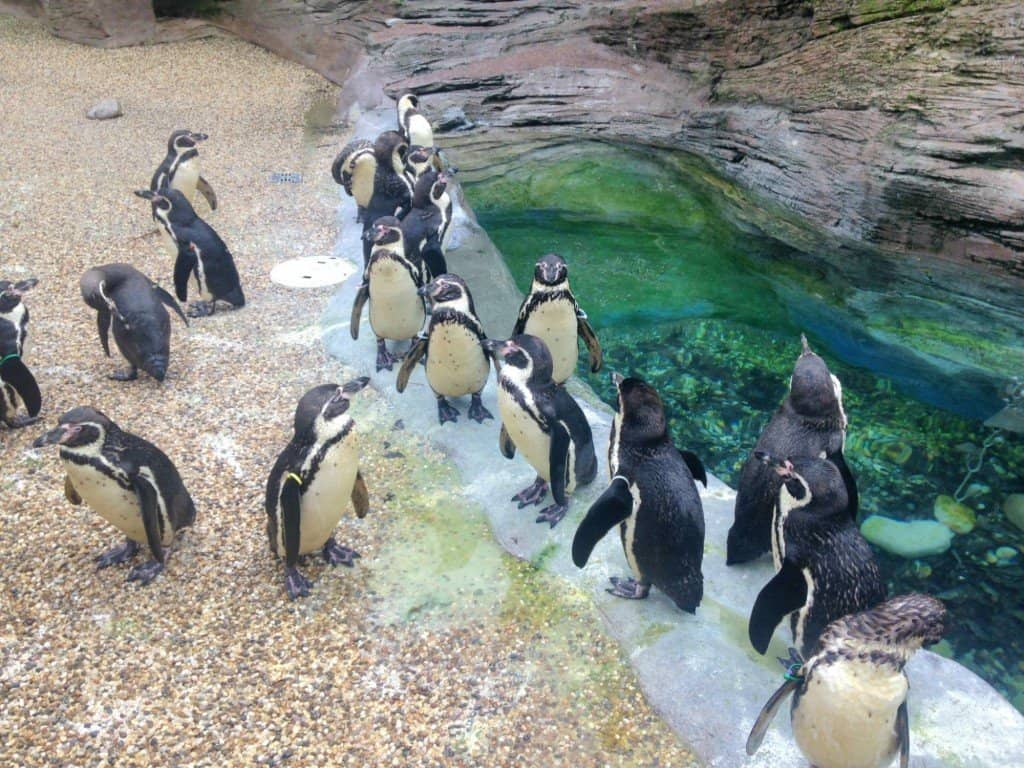 Family Fun at Longleat Safari & Adventure Park