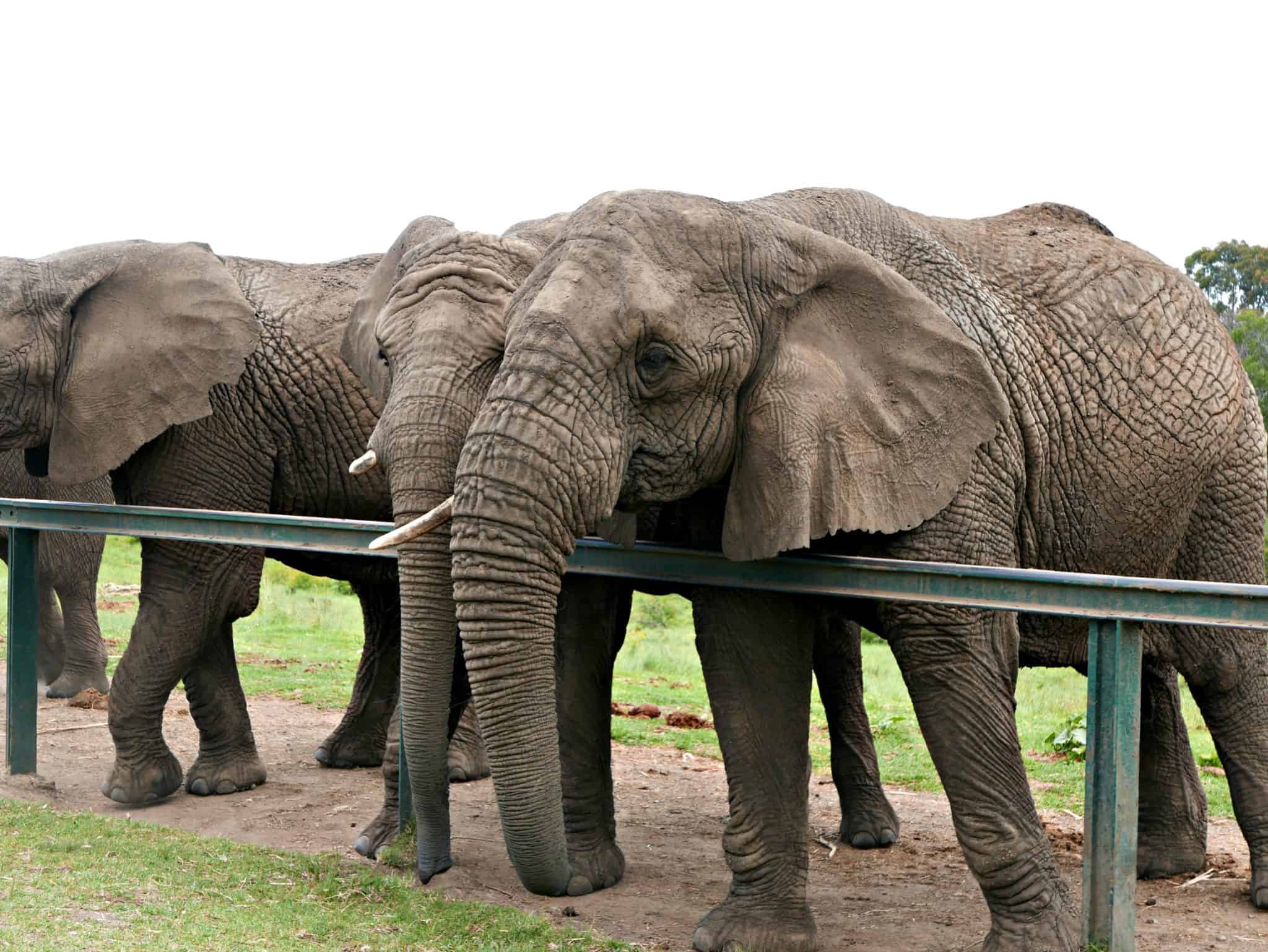 Walking With Elephants at Kynsna Elephant Park, South Africa