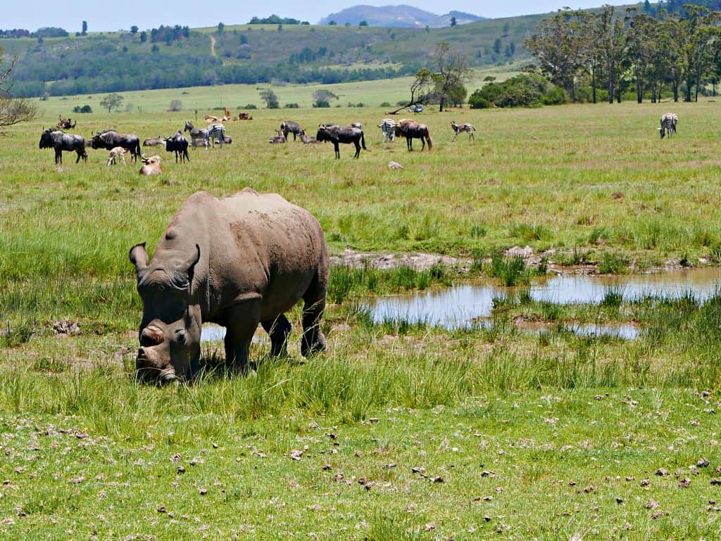 Buffalo grazing at Plettenberg Bay Game Reserve