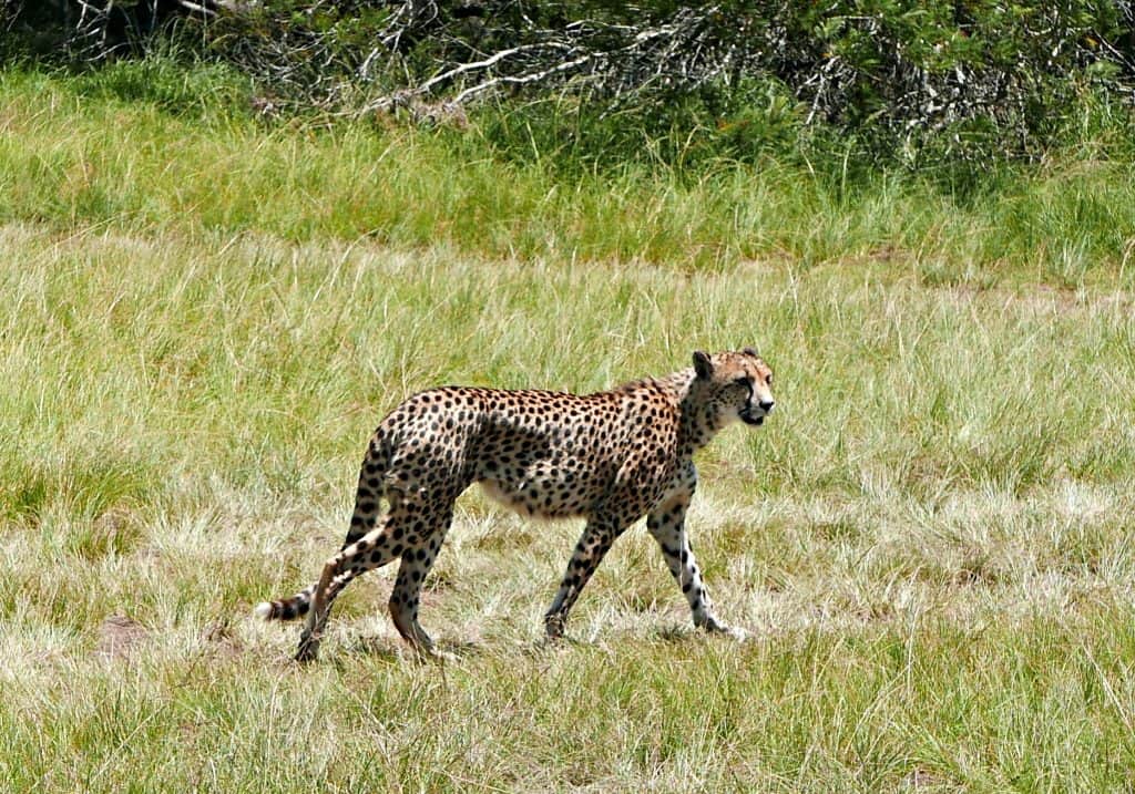 Leopard at Plettenberg Bay Game Reserve with Tsitsikamma Mountains behind