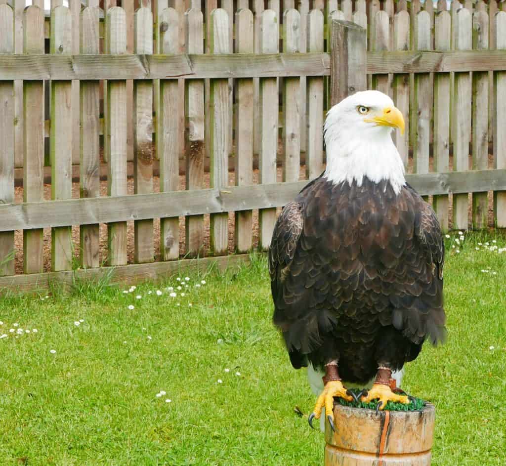 The Knight's Village Warwick Castle Glamping Reviews |My Travel Monkey