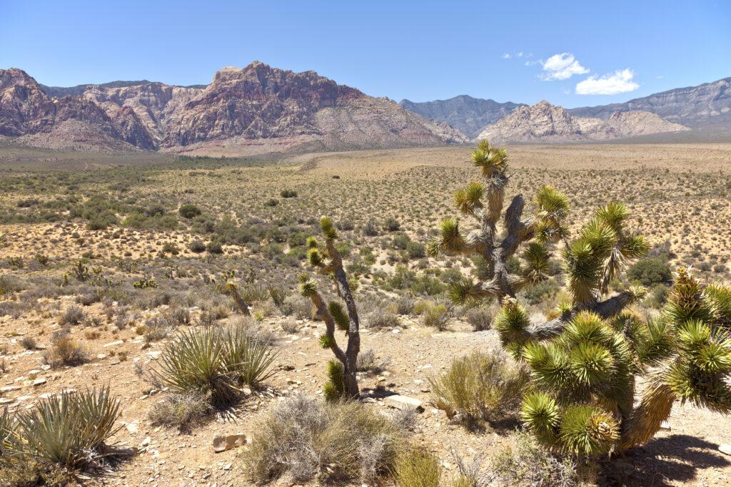 Red Rock Canyon near Las Vegas Nevada - My Travel Monkey