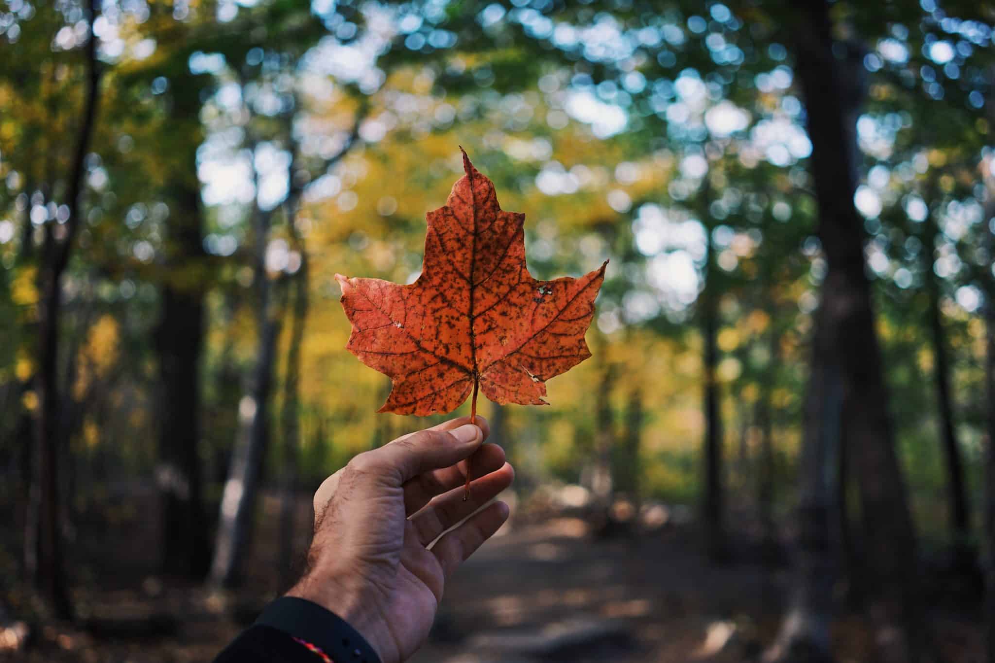Four Reasons To Visit Canada With Kids | My Travel Monkey