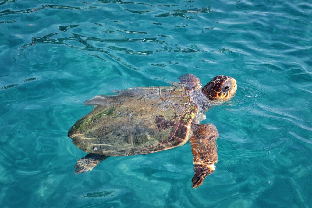Turtle spotting in Zante-My Travel Monkey
