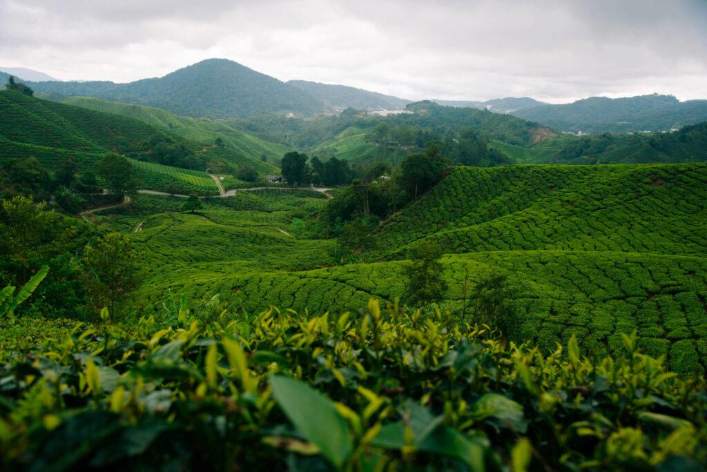 Cameron Highlands in Malaysia - My Travel Monkey