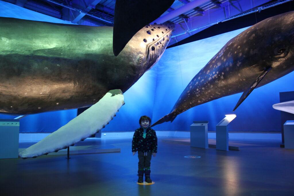 whales of Iceland-my travel monkey