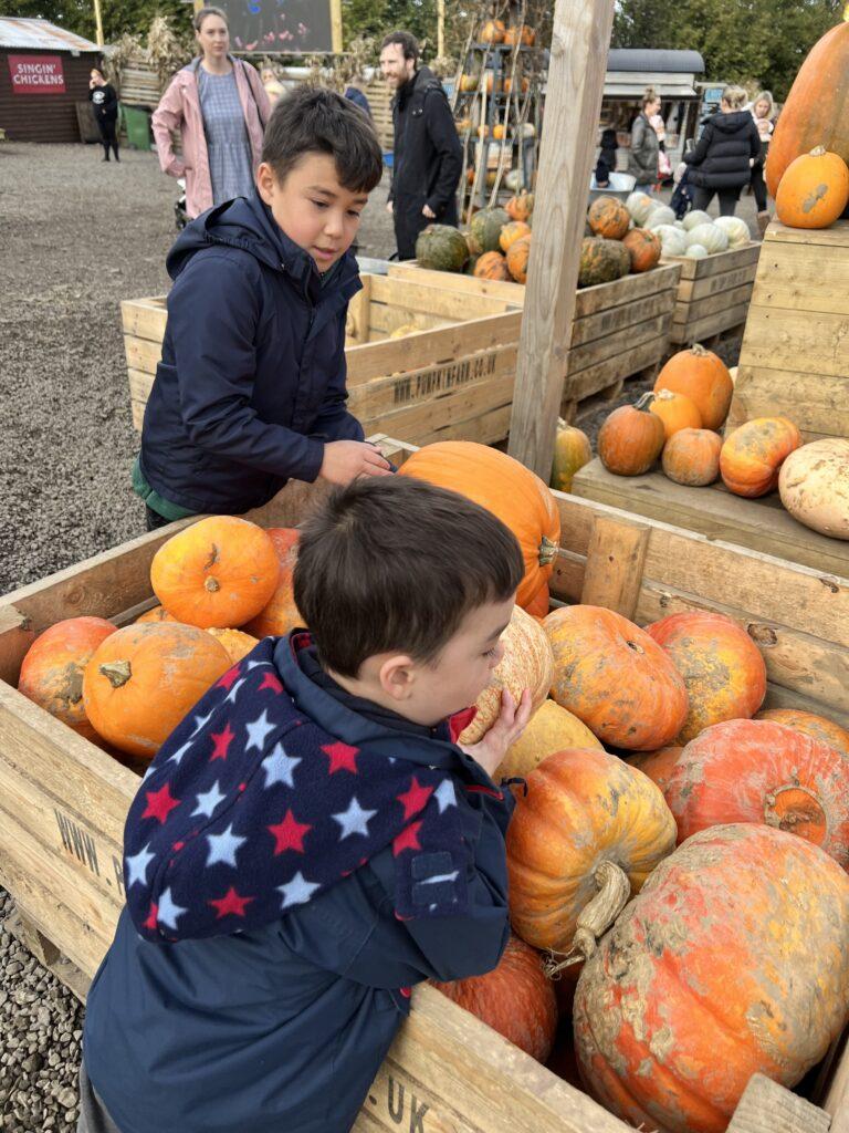 pumpkin picking at Tulley's Farm Surrey - My Travel Monkey