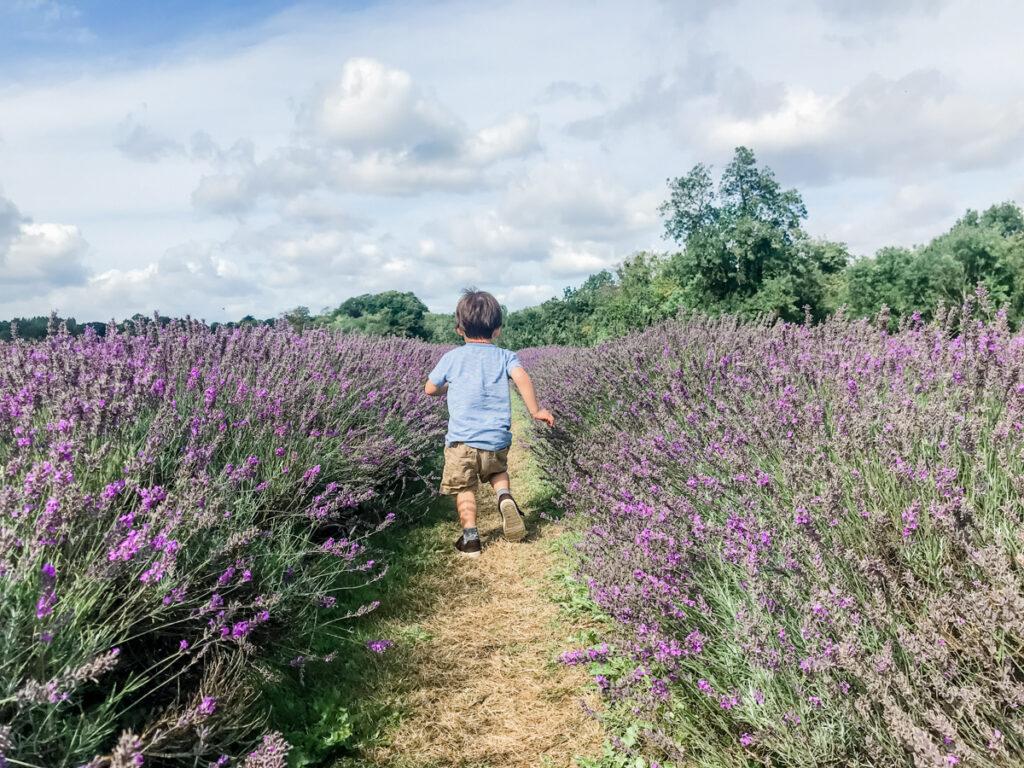 Running through Mayfield Lavender Farm - My Travel Monkey