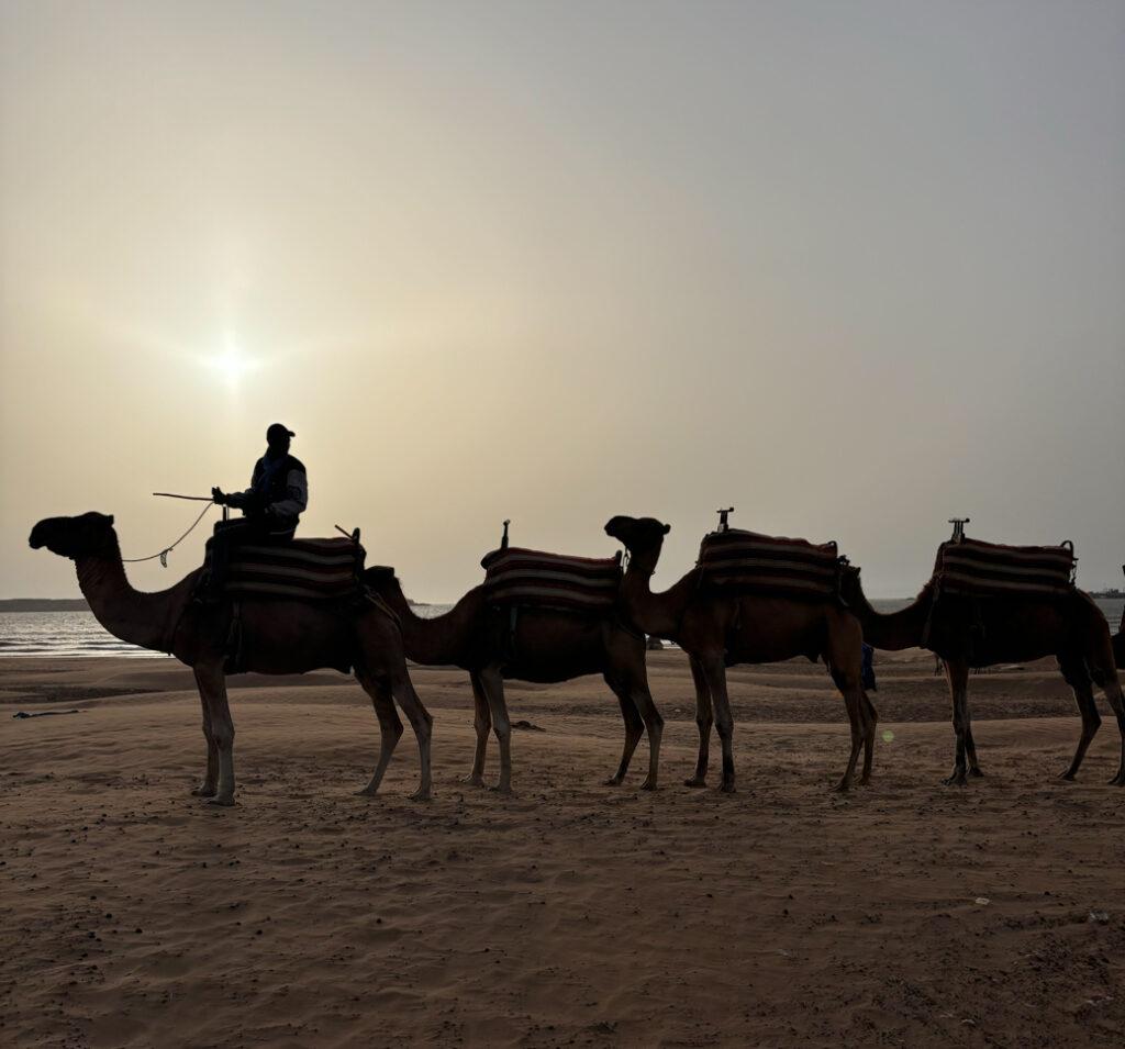 camel riding in Essaouira-My Travel Monkey