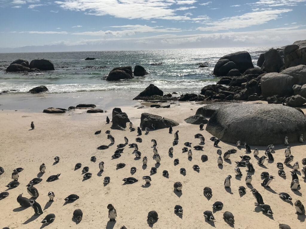 Boulders Beach-South Africa-My Travel Monkey