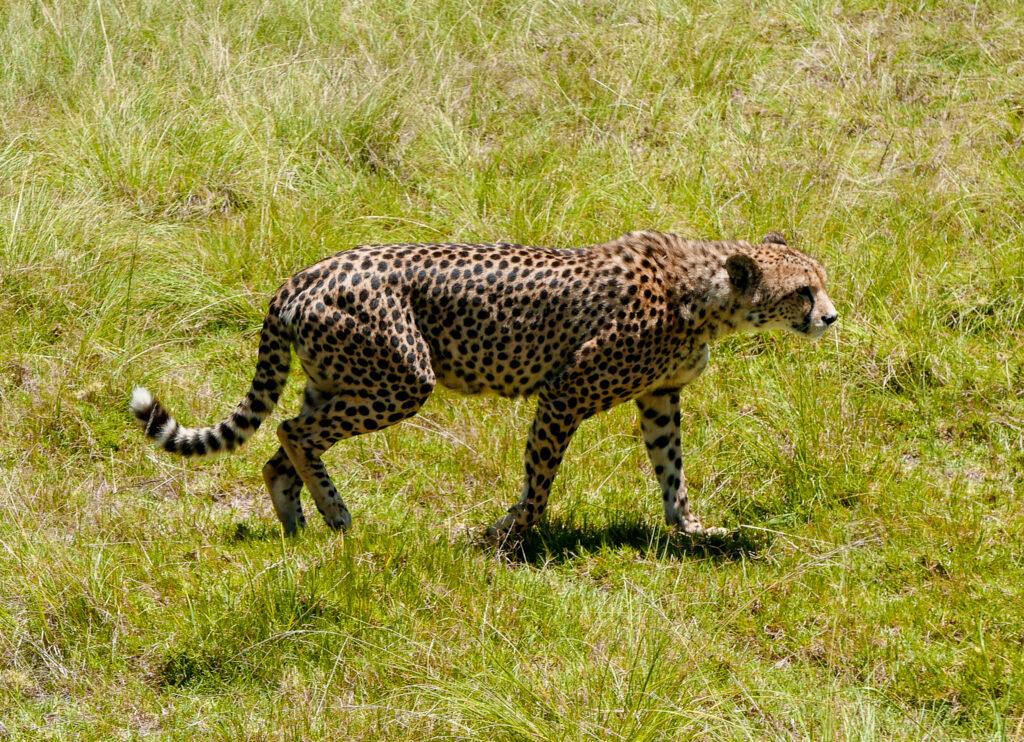 Leopard spotting on safari-South Africa-My Travel Monkey