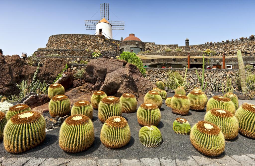 View of cactus garden, jardin de cactus in Guatiza, Lanzarote, Canary Islands