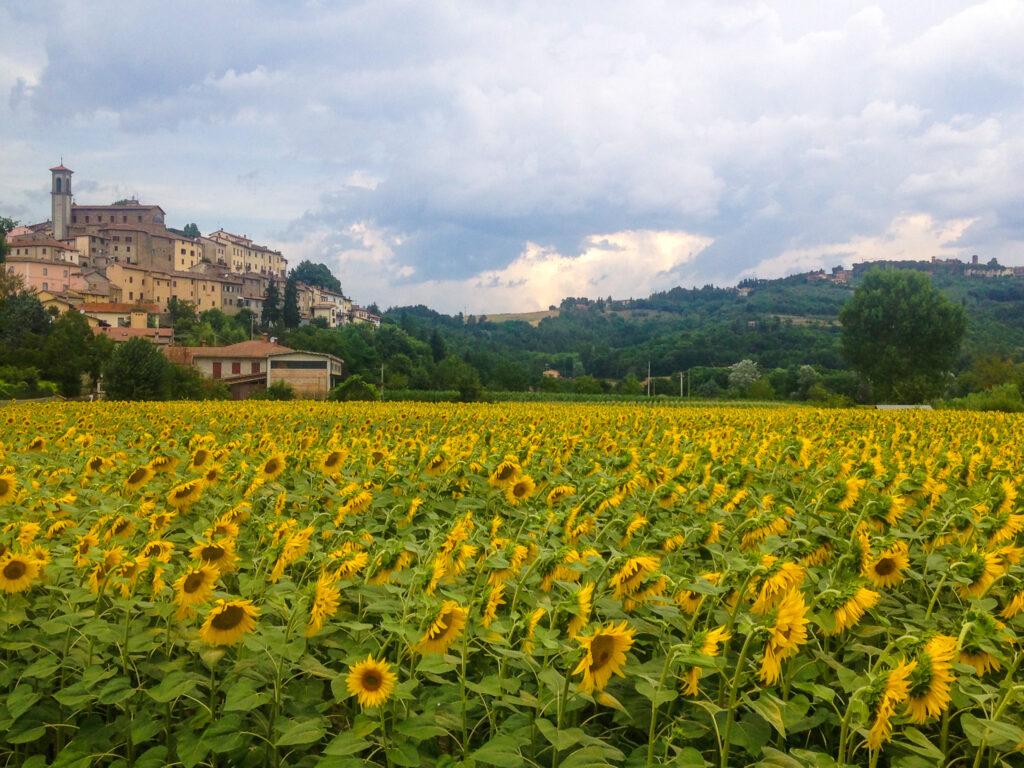 Sunflower fields in Tuscany-Italy-My Travel Monkey