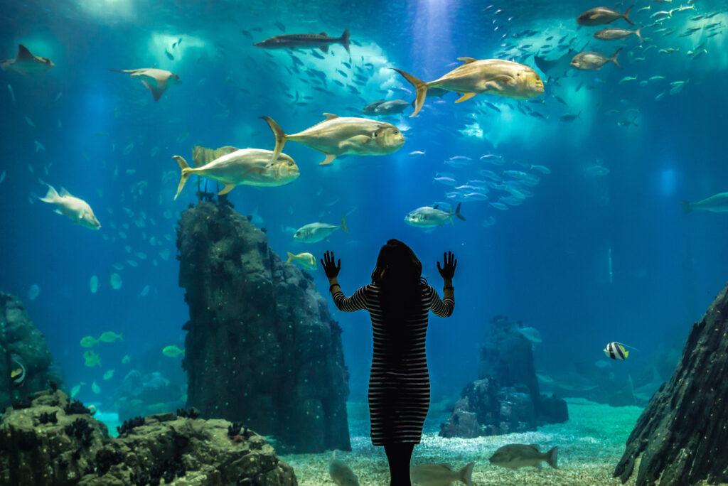 Lisbon Oceanarium-Portugal-My Travel Monkey