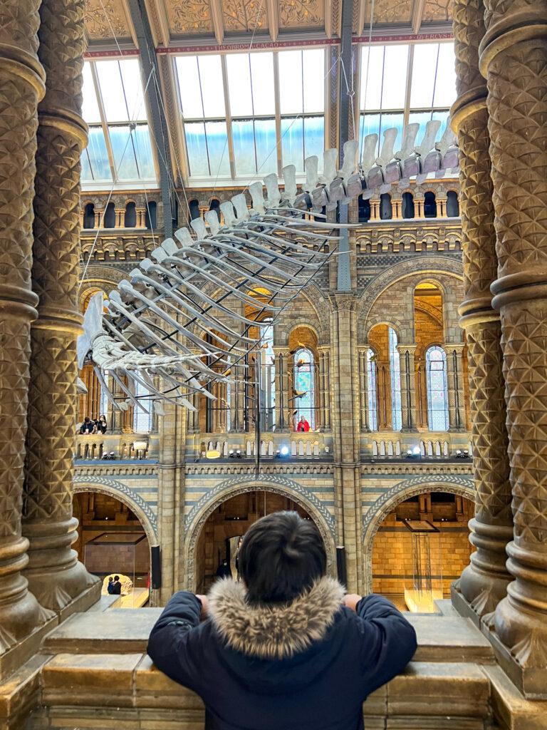 Looking over dinosaur bones at Natural History Museum - My Travel Monkey
