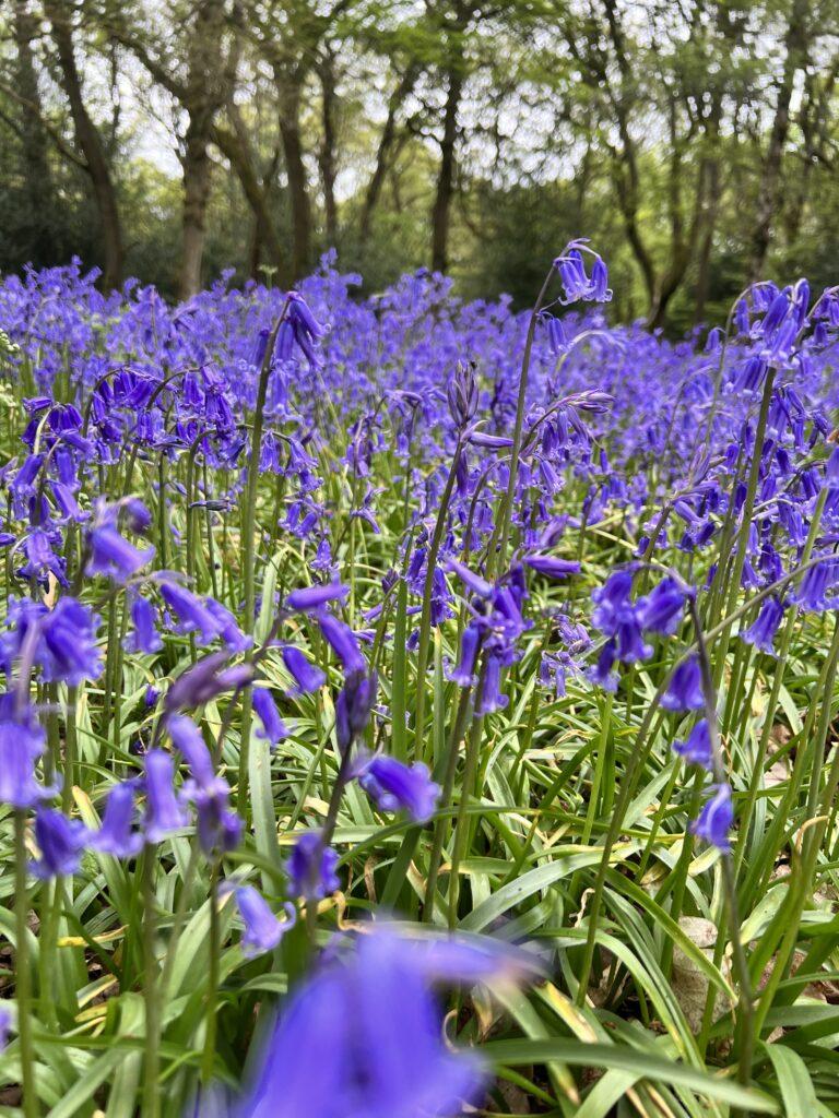 Bluebell woods-My Travel Monkey-Best day trips from London