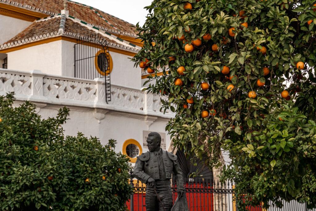 Orange trees near Real Maestranza-my travel monkey