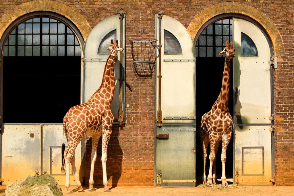 Giraffes at London Zoo-My Travel Monkey